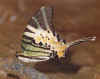 five-bar-swllowtail.jpg (36081 bytes)