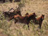 horses.jpg (64232 bytes)