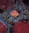 a-pink-anemone--fish.jpg (34570 bytes)