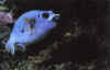 blue-fish.jpg (33486 bytes)